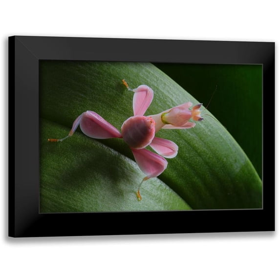 Hoffman, Jimmy 18x13 Black Modern Framed Museum Art Print Titled - Flower Power