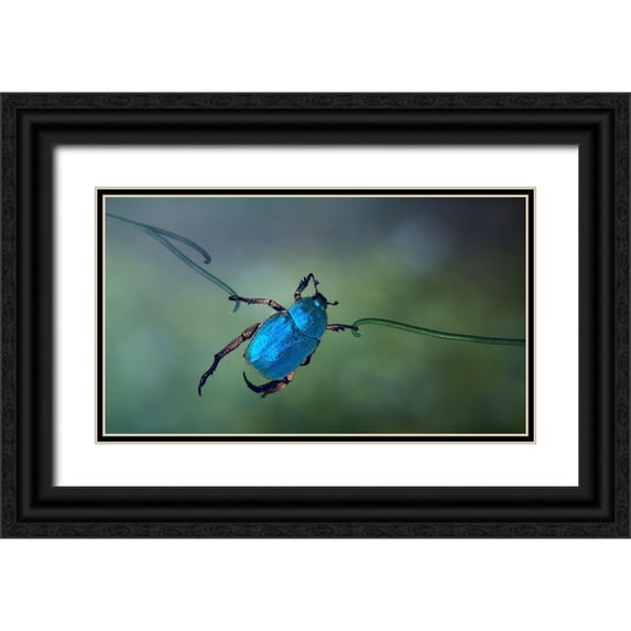 Hoffman, Jimmy 24x15 Black Ornate Wood Framed with Double Matting Museum Art Print Titled - The Acrobat