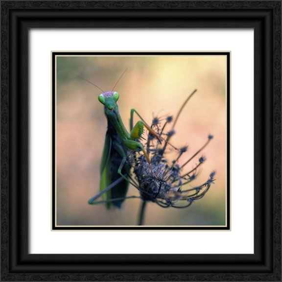 Hoffman, Jimmy 26x26 Black Ornate Wood Framed with Double Matting Museum Art Print Titled - Praying Mantis