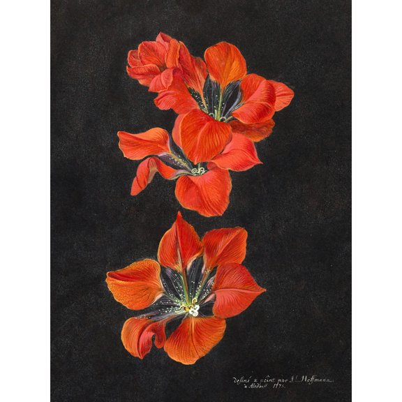 Hoffmann Red Lily Extra Large XL Wall Art Poster Print