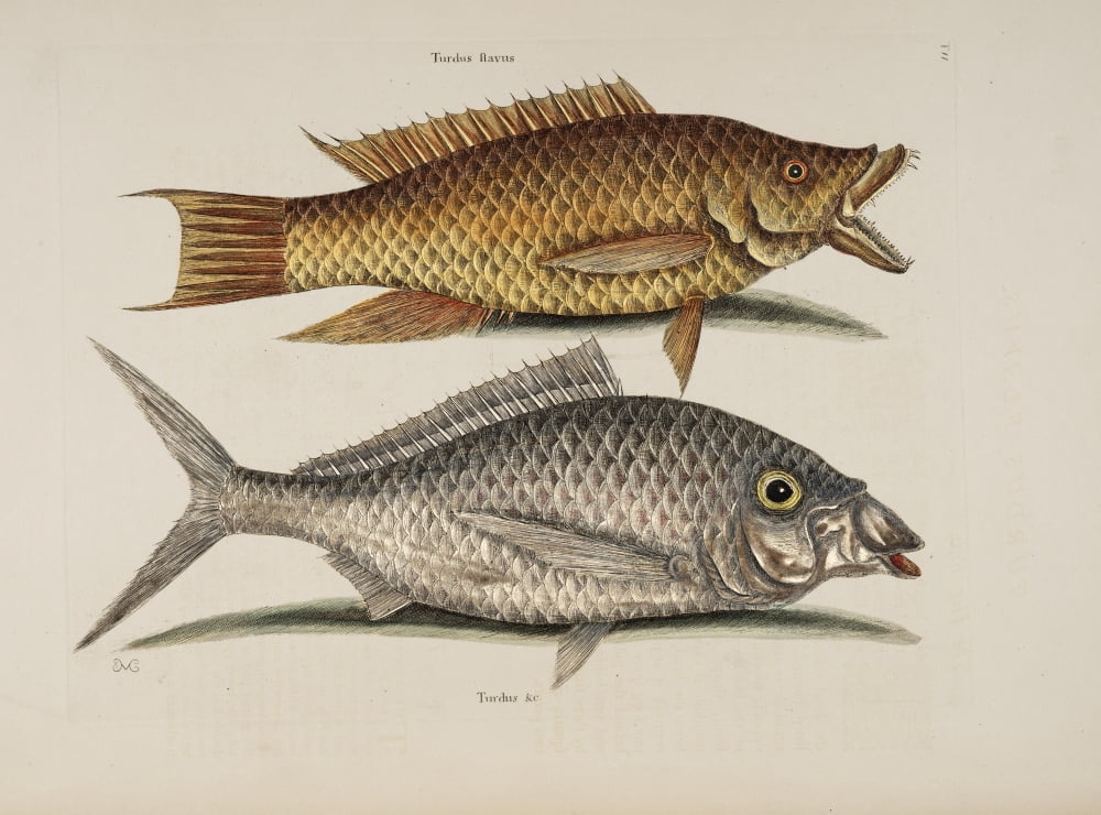 Hog fish Shad Canvas Art - Mark Catesby (24 x 36)