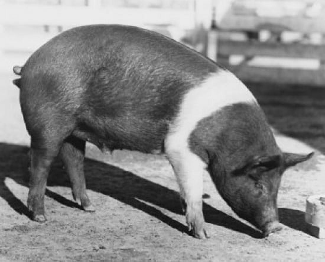 Hog standing and sniffing at the ground Canvas Art - (24 x 36)