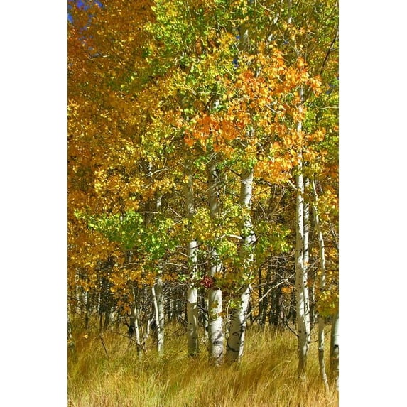 Hogan Forest I Wall Decal