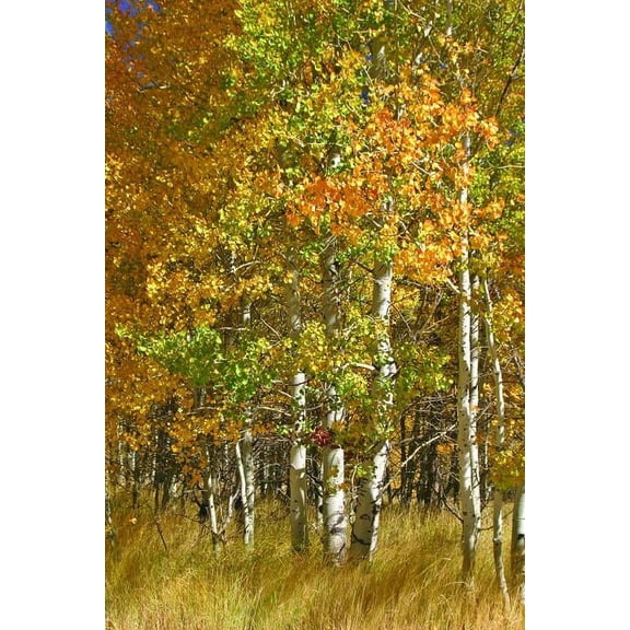 Hogan Forest I Wall Decal