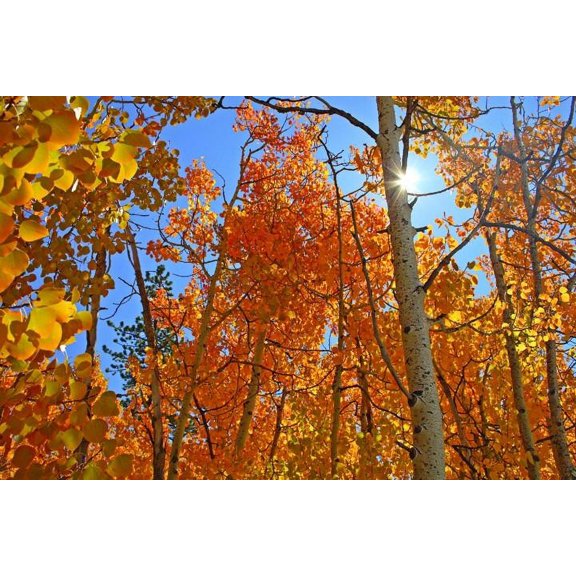 Hogan Forest II Wall Decal