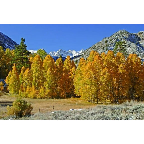 Hogan Mountain IV Glossy Poster