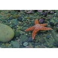 thumbnail image 1 of Hogan Starfish Glossy Poster, 1 of 2