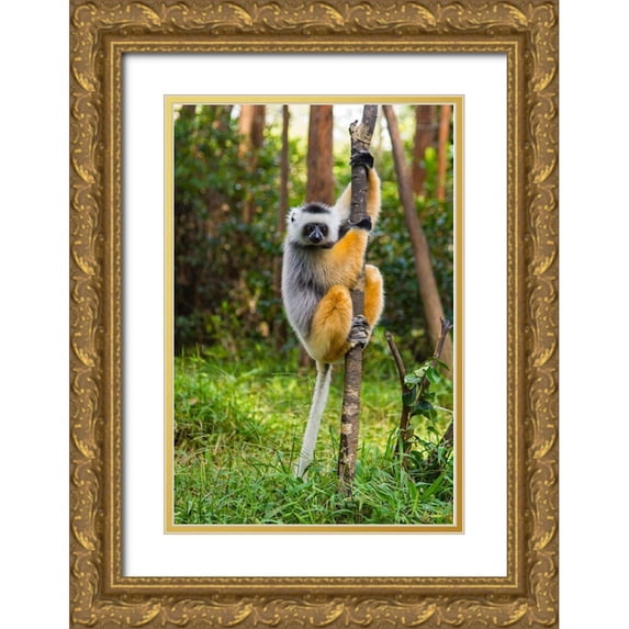 Hogstrom, Inger 13x18 Gold Ornate Wood Framed with Double Matting Museum Art Print Titled - Madagascar-Andasibe-Vakona Lodge-Lemur Island Diademed sifaka in a tree