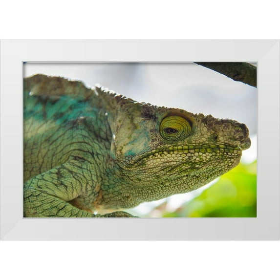 Hogstrom, Inger 14x11 White Modern Wood Framed Museum Art Print Titled - Madagascar-Marozevo-Peyrieras Reptile Farm Parsons chameleon