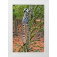 thumbnail image 1 of Hogstrom, Inger 23x32 White Modern Wood Framed Museum Art Print Titled - Madagascar-Berenty-Berenty Reserve Ring-tail lemur eating leaves from a Alluaudia procera tree, 1 of 4