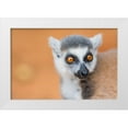 thumbnail image 1 of Hogstrom, Inger 24x17 White Modern Wood Framed Museum Art Print Titled - Madagascar-Berenty-Berenty Reserve Ring-tailed lemur, 1 of 4