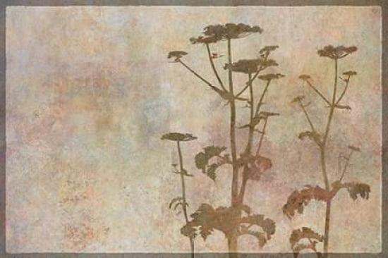 Hogweed Shadow Play Canvas Art - Cora Niele (12 x 18)