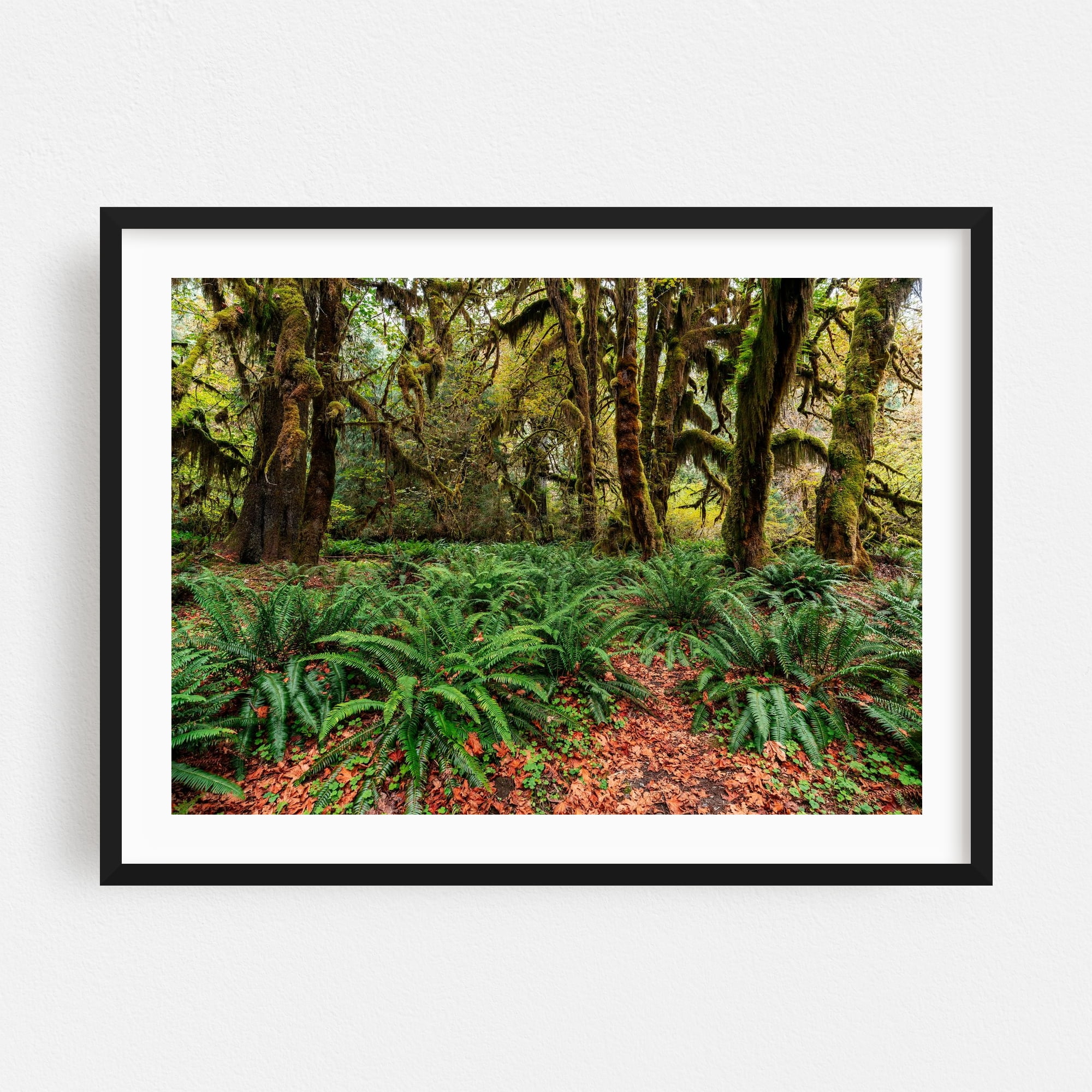 Hoh Rainforest - Forks Washington Photography Forest Nature Woodland ...