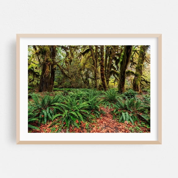 Hoh Rainforest - Forks Washington Photography Forest Nature Woodland Botanical Wilderness Scenic Autumn Oak Framed Wall Art Print 5 x 7 inches