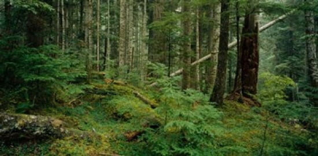 Hoh Rainforest Olympic National Forest Washington State Canvas Art - Panoramic Images (25 x 12)