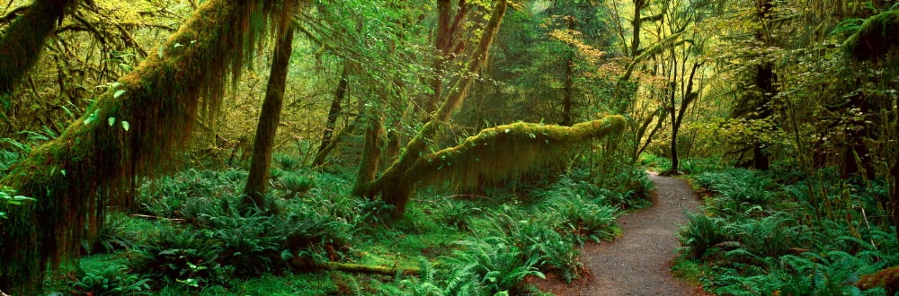 Hoh Rainforest Olympic National Park Washington Canvas Art - Panoramic Images (36 x 12)