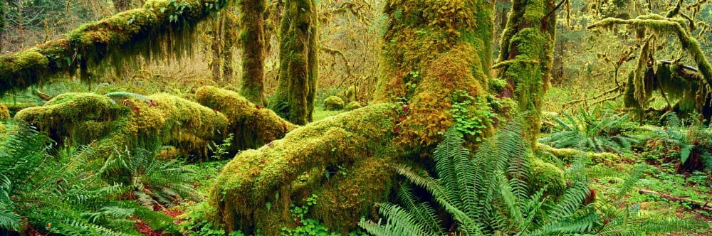 Hoh Temperate Rain Forest Olympic Np Wa Canvas Art - Ron Watts Design Pics (36 x 13)
