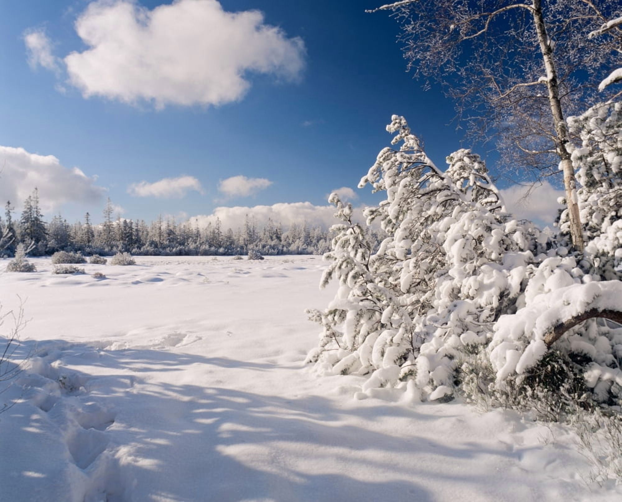Hohlohsee Lake in winter at Nature Reserve Kaltenbronn Gernsbach Black Forest Baden-Wurttemberg Germany Canvas Art - Panoramic Images (28 x 22)