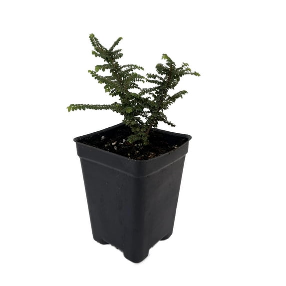 Hokkaido Dwarf Chinese Elm - Ulmus parvifolia - 2.5" Pot - Fairy Garden/Bonsai