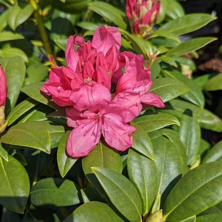 Holden Rhododendron Live Plant 12-18" in Height in a #3 Container