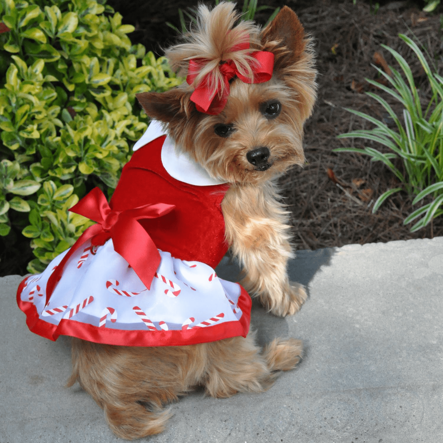 Holiday Dog Harness Dress by Doggie Design - Candy Canes - X-Small