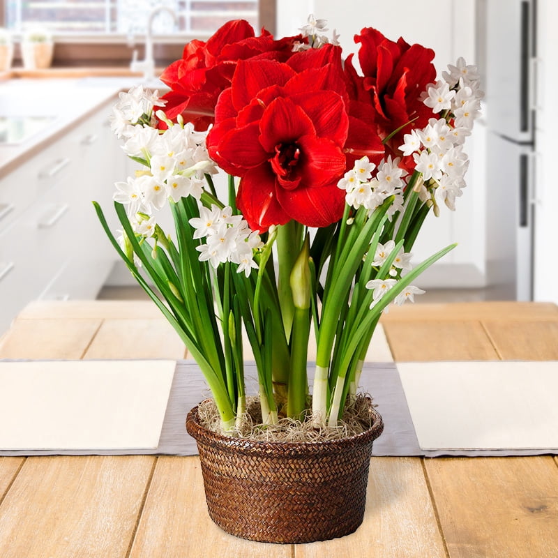 Holiday Spirit Indoor Potted Bulb Garden - Simply Water and Flowers ...