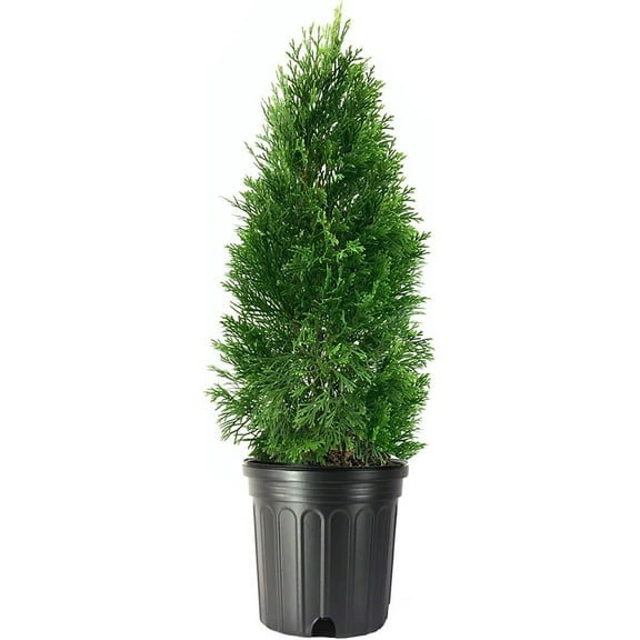 Holiday Time 24-inch Emerald Green Arborvitae Live Shrub in Decorative Pot