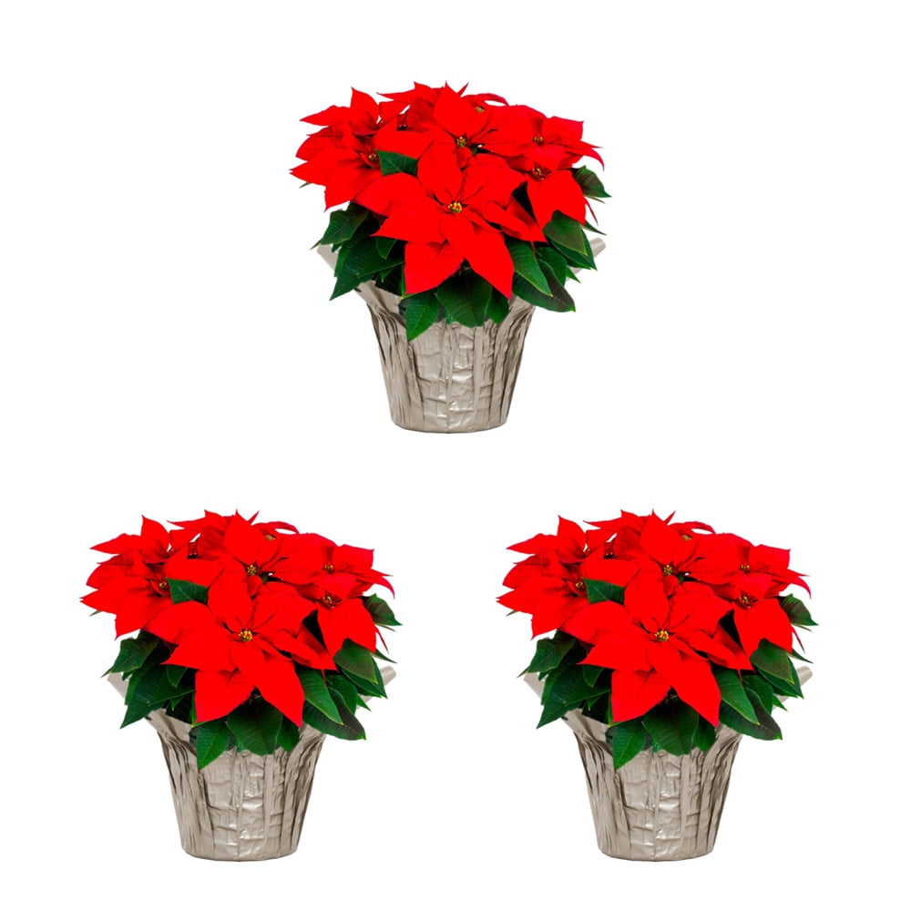 Holiday Time 1.5QT Red Poinsettia Live Houseplant Champagne Foil Cover Indirect Sunlight 3 Pack