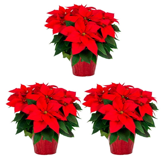 Holiday Time 1.5QT Red Poinsettia Live Houseplant Red Foil Cover Indirect Sunlight 3 Pack