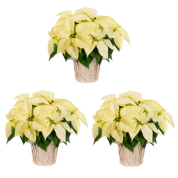 Holiday Time 1.5QT White Poinsettia Live Houseplant Champagne Foil Cover Indirect Light 3 Pack