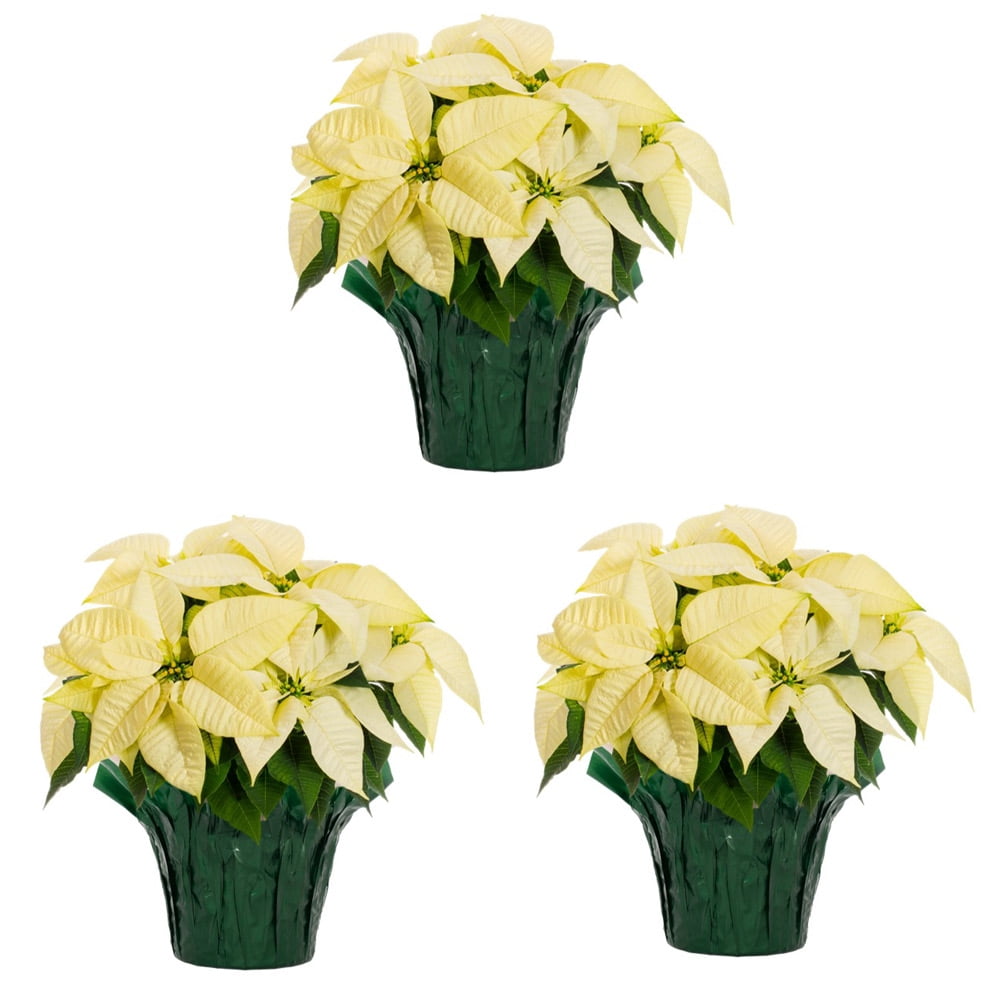 Holiday Time 1.5QT White Poinsettia Live Houseplant Green Foil Cover Indirect Sunlight 3 Pack