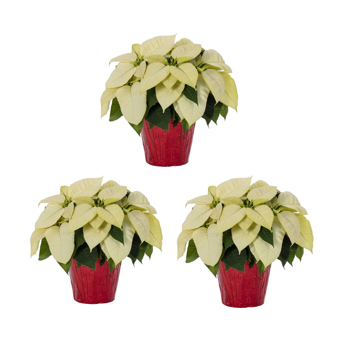 Holiday Time 1.5QT White Poinsettia Live Houseplant Red Foil Cover Indirect Sunlight 3 Pack