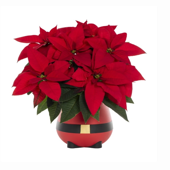 Holiday Time Red Poinsettia Live Plant, 1.68 qt, 6 in Decorative Pot, Indirect Sunlight