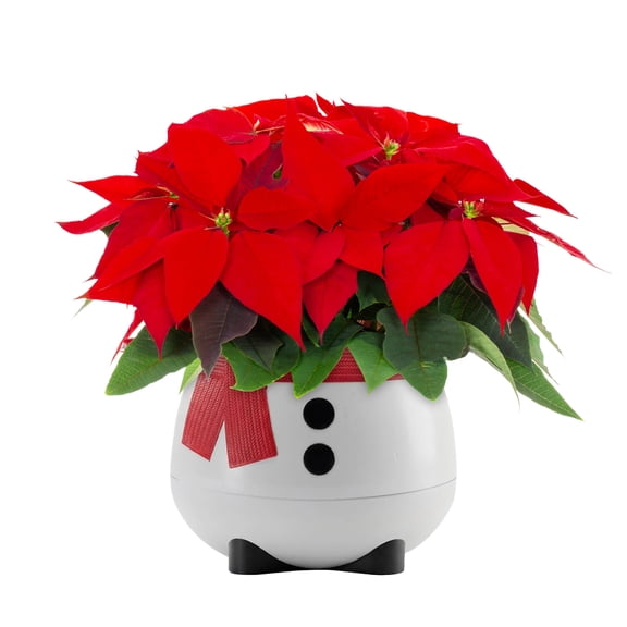 Expert Gardener Red Poinsettia Live Plant, 1.68 Qt in 6 in Decorative Snowman Pot, Holiday Decor
