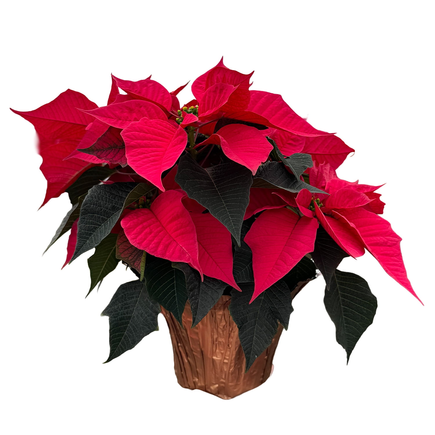 Holiday Time 1.68QT Pink Poinsettia Live Plant in Decorative Pot