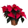 thumbnail image 1 of Holiday Time 1.68QT Pink Poinsettia Live Plant in Decorative Pot Cover, Indirect Sunlight, 1 of 7
