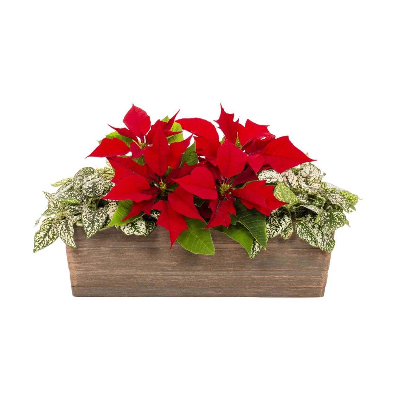 Holiday Time 1Gal Poinsettia Foliage Live Houseplant Decorative Plastic Centerpiece Indirect Sunlight
