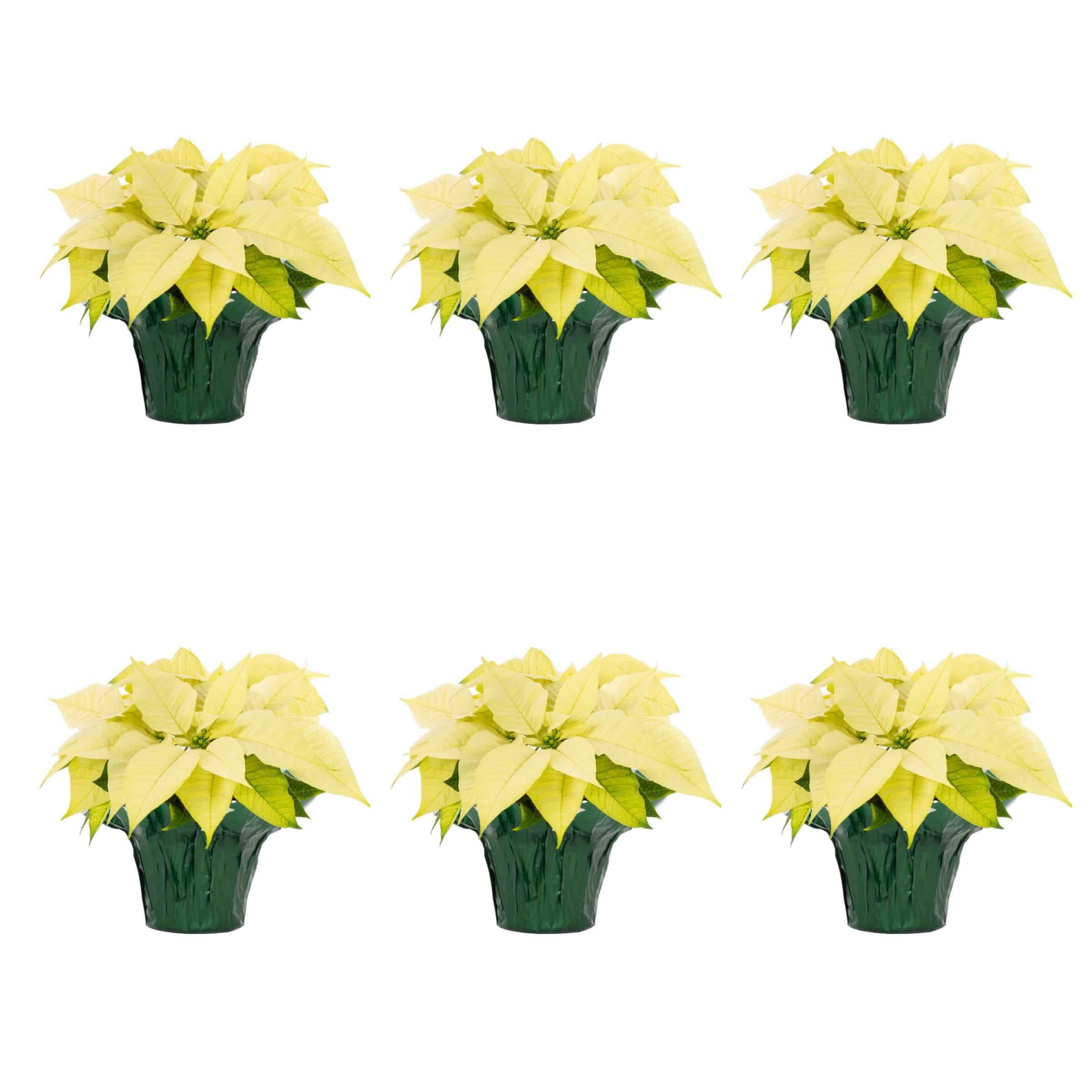 Holiday Time 1PT White Poinsettia Live Annual Plant Sun 6-Pack