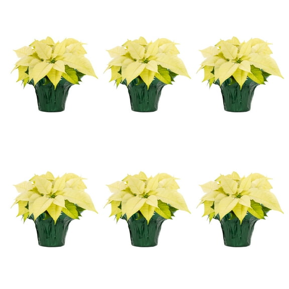 Holiday Time 1PT White Poinsettia Live Annual Plant Sun 6-Pack