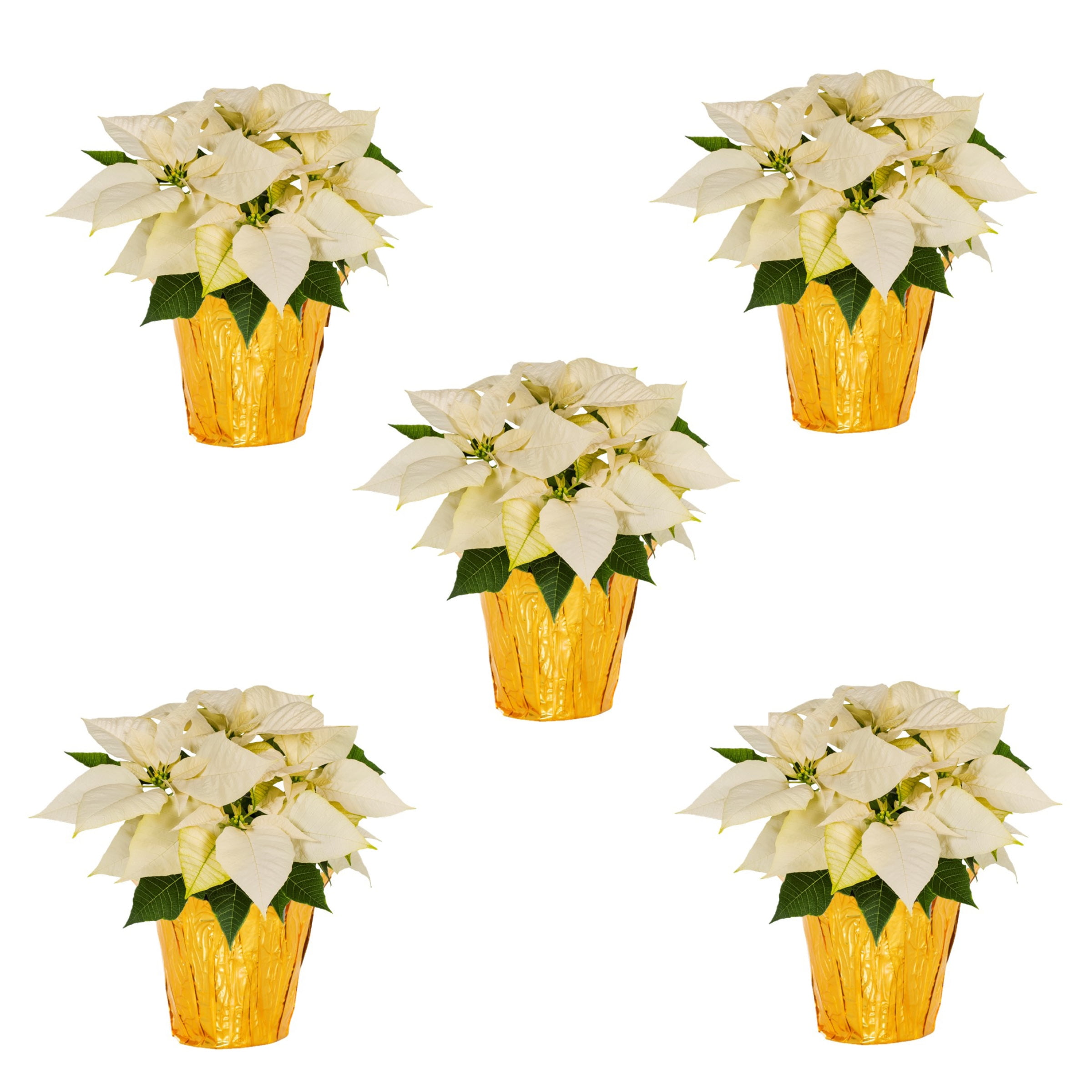 Holiday Time 1QT White Poinsettia Live Annual Houseplant Sun 5-Pack