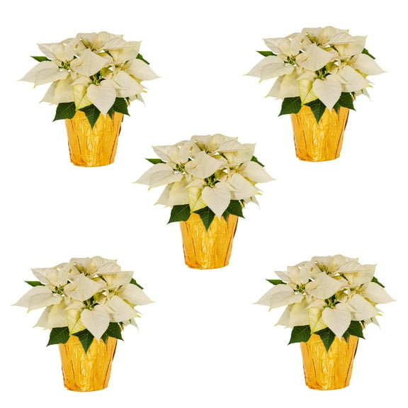 Holiday Time 1QT White Poinsettia Live Annual Houseplant Sun 5-Pack
