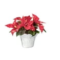 thumbnail image 1 of Holiday Time 2.0QT Multicolor Poinsettia Live Plant Decorative Pot Cover, 1 of 8