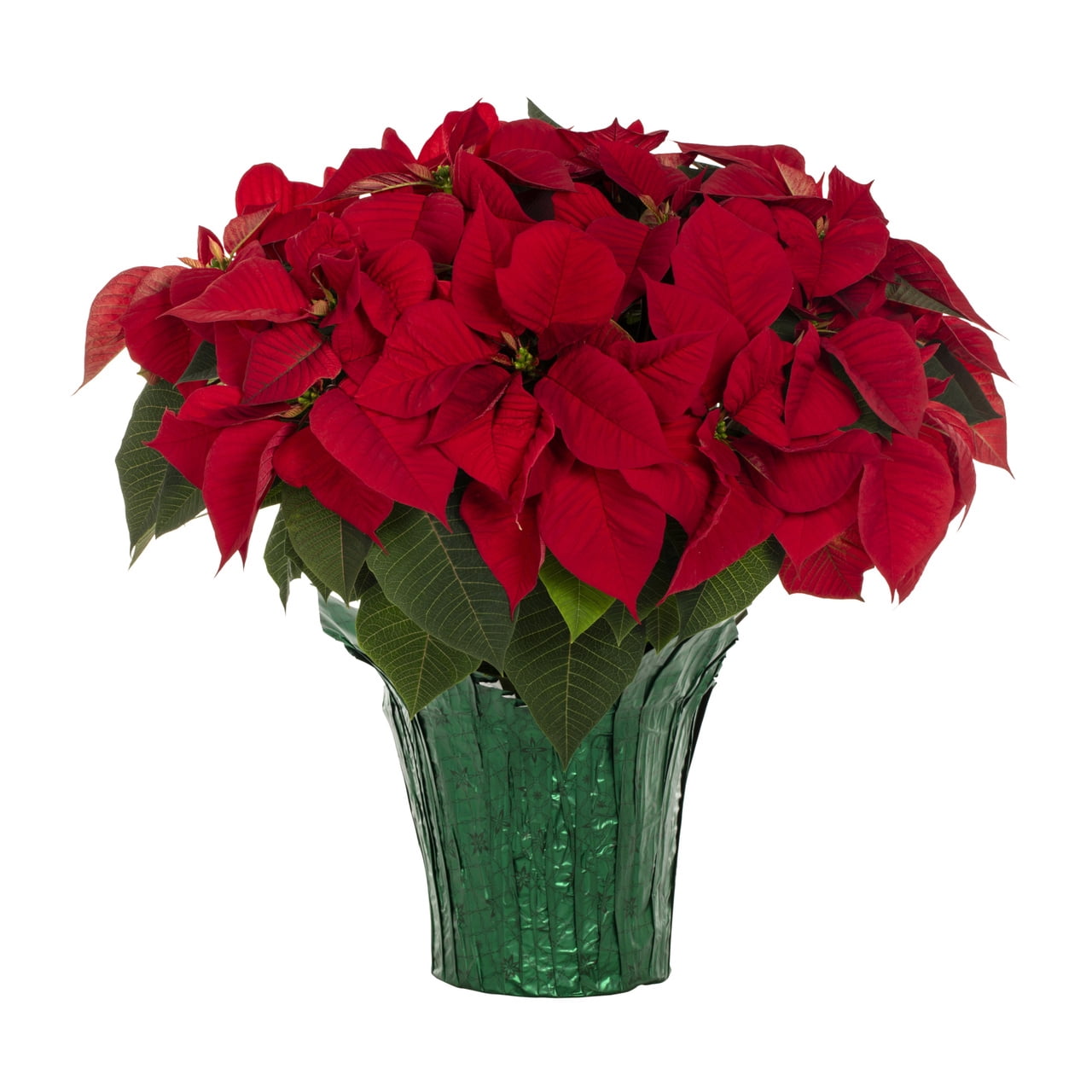 Holiday Time 3.5QT Red Poinsettia Live Houseplant Green Foil Cover Indirect Sunlight