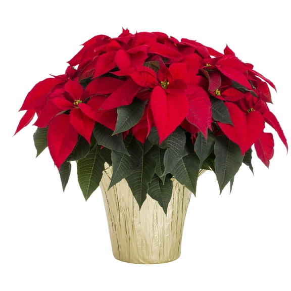 Expert Gardener 10" Red Poinsettia Live Houseplant Gold Foil Cover 3.5QT in Grower Pot, Holiday Decor