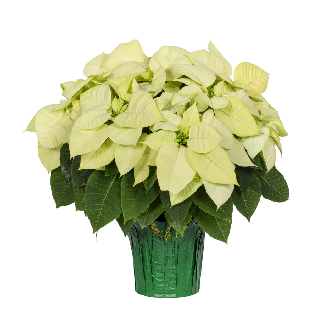 Holiday Time White Poinsettia Live Plant, 3.5 qt, Green Foil Cover