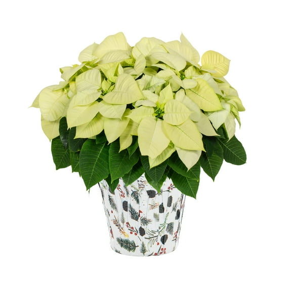 Holiday Time 3.5QT White Poinsettia Live Houseplant White Foil Cover Indirect Sunlight