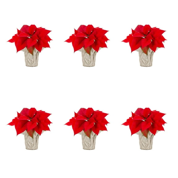 Holiday Time Pint Red Poinsettia Live Houseplant Champagne Foil Cover Indirect Light 6 Pack
