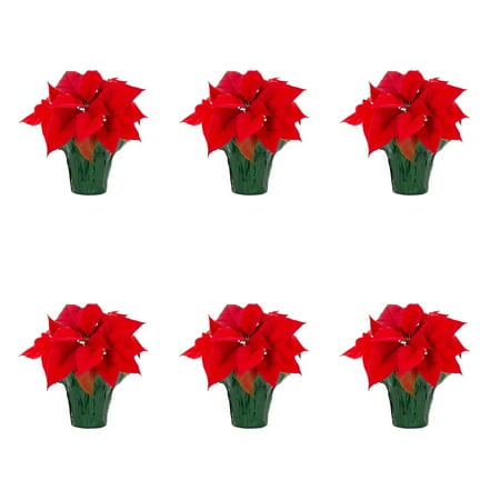 Holiday Time Pint Red Poinsettia Live Houseplant Green Foil Cover Indirect Sunlight 6 Pack