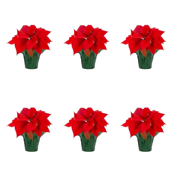 Holiday Time Pint Red Poinsettia Live Houseplant Green Foil Cover Indirect Sunlight 6 Pack
