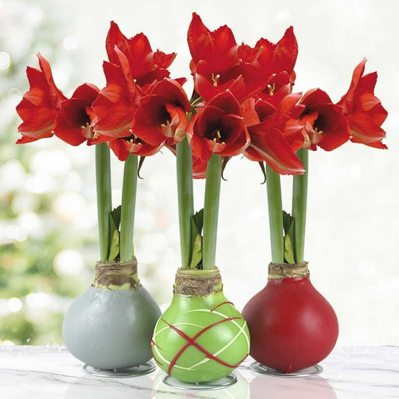 Holiday Waxed Amaryllis Flower Collection, No Water Needed (Pack of 3)